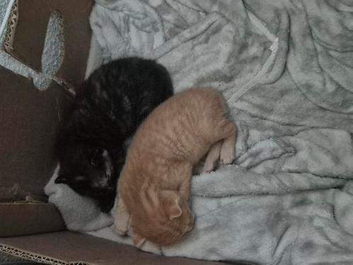 2 kittens rode kater en lapjes poes, Dieren en Toebehoren, Katten en Kittens | Overige Katten, Meerdere dieren