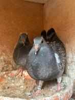 2 prachtige jongen te koop, Dieren en Toebehoren, Vogels | Duiven, Meerdere dieren