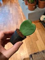 Hoya Kerrii (hartjesplant), Huis en Inrichting, Overige soorten, Minder dan 100 cm, Ophalen of Verzenden, Halfschaduw