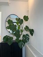 Mooie grote monstera, Huis en Inrichting, Groene kamerplant, Ophalen, Halfschaduw, Minder dan 100 cm