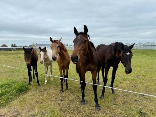Opfok Merrie veulens Pijnacker Z-H., Dieren en Toebehoren, Stalling en Weidegang, Opfok