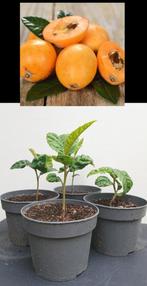 4 Japanse Wolmispel- Loquat- Eriobotrya japonica, Ophalen, Minder dan 100 cm, Overige soorten, Volle zon