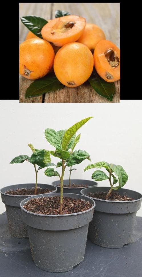 4 Japanse Wolmispel- Loquat- Eriobotrya japonica, Tuin en Terras, Planten | Fruitbomen, Overige soorten, Minder dan 100 cm, Volle zon