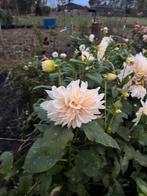 Vers gerooide dahlia cafe au lait knollen, Ophalen of Verzenden, Volle zon, Knol