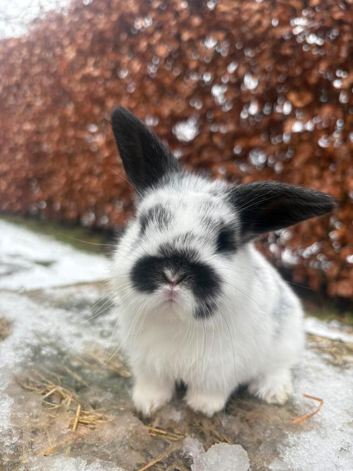 Super knappe bonte jonge NHD voedster te koop, Dieren en Toebehoren, Konijnen, Dwerg, Vrouwelijk, Hangoor