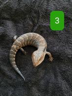 Jonge Blauwtong skink - Tiliqua Scincoides Intermedia, Hagedis, 0 tot 2 jaar