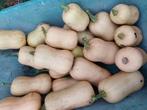 butternut pompoenen bio, Diversen, Ophalen
