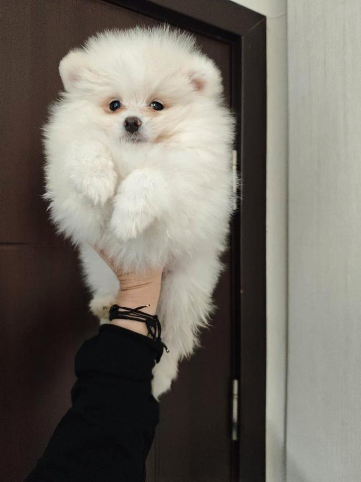 Pomeriaan pups pomeriaan, Dieren en Toebehoren, Honden | Poolhonden, Keeshonden en Oertypen, Teef, Keeshond, Particulier, Eén hond