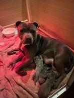 blauwe engelse stafford pups met FCI stamboom, 8 tot 15 weken, Meerdere, Meerdere dieren, Middel
