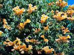 Trompetbloem,-klimmer Campsis radicans, Ophalen, Zomer, Volle zon