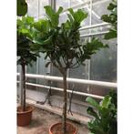 Ficus Lyrata - Vioolplant g48759, Tuin en Terras, Planten | Bomen, Ophalen of Verzenden