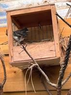 Ruilen: witte kwikstaart, Meerdere dieren, Geringd