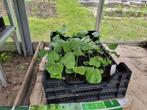 Flespompoen, Tuin en Terras, Planten | Tuinplanten, Ophalen, Zomer, Overige soorten, Volle zon