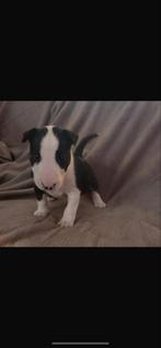 Te koop mooie Bullterrier pups, Dieren en Toebehoren, Honden | Jack Russells en Terriërs, Bull Terriër, CDV (hondenziekte), 8 tot 15 weken