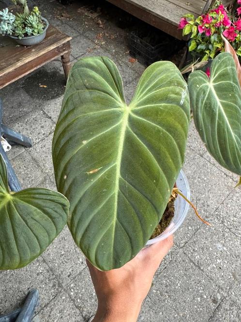 Philodendron glorious stekken (gloriosum x melanochrysum), Huis en Inrichting, Kamerplanten, Overige soorten, Minder dan 100 cm
