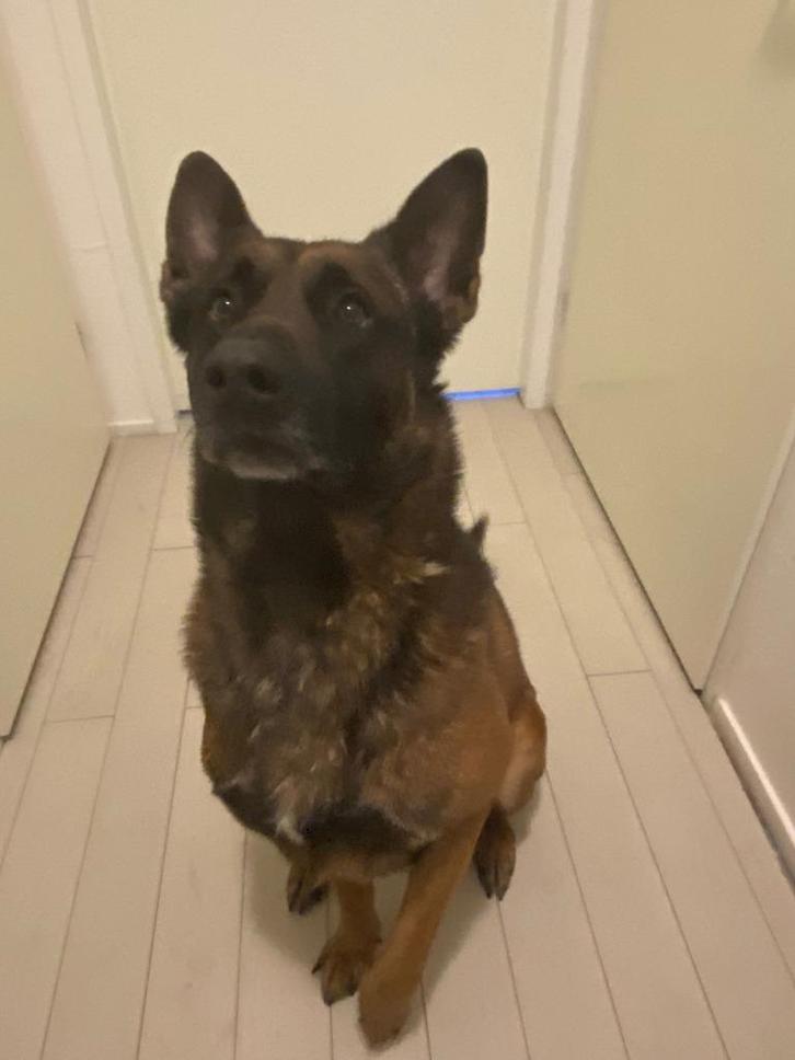 Mechelse herder reu zoekt goed huisje, Dieren en Toebehoren, Honden | Herdershonden en Veedrijvers, Reu, Herder, Particulier, Eén hond