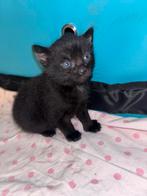 Kittens zoeken gouden mandje geboren op 11-07-2025, Dieren en Toebehoren, Katten en Kittens | Overige Katten, Poes, Kortharig