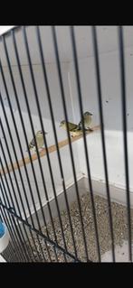 Mooie jonge yarrel sijzen, Meerdere dieren, Tropenvogel, Geringd