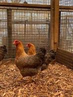 Bielefelder Groot | Kippen | Passend advies, Dieren en Toebehoren, Pluimvee, Meerdere dieren, Kip