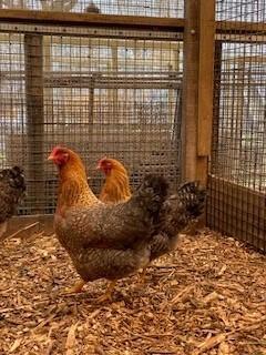 Bielefelder Groot | Kippen | Passend advies, Dieren en Toebehoren, Pluimvee, Kip, Meerdere dieren