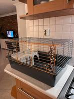 Knaagdieren/ cavia kooi, Dieren en Toebehoren, Knaagdieren en Konijnen | Hokken en Kooien, Minder dan 60 cm, Minder dan 75 cm