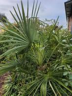 Chinese Waaierpalm - 1,5 meter, 100 tot 250 cm, Zomer, Palmboom, Ophalen