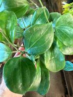 Hoya quinquenervia 'Star of Madura' - Pot 12, Huis en Inrichting, Kamerplanten, Ophalen of Verzenden