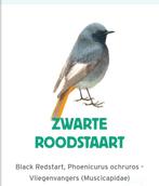 Gezocht zwarteroodstaart koppel, Meerdere dieren, Tropenvogel