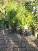 Dwergpalm humlis, Ophalen, Zomer, Overige soorten, Volle zon