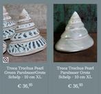 Grote schelp Troca Pearl Green, Ophalen of Verzenden, Schelp(en)