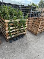 Hedera 80/100 ruim goed vertakt nu per box 150 stuks ex box, Tuin en Terras, Planten | Tuinplanten, Ophalen, Volle zon, Vaste plant