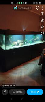 Gezocht allerlei soorten tropische vissen zie omschrijving, Dieren en Toebehoren, Vis