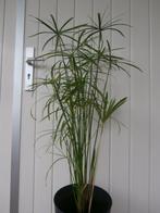 parapluplant Cyperus alternifolius, Huis en Inrichting, Overige soorten, Minder dan 100 cm, Halfschaduw, In pot