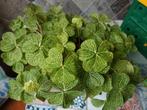 oxalis corymbosa aureo-reticulata geluksklaver, Huis en Inrichting, Kamerplanten, Overige soorten, Minder dan 100 cm, Bloeiende kamerplant
