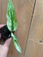 Strelitzia nicolai variegata plant albo white wit mint, Ophalen of Verzenden, Overige soorten, Minder dan 100 cm