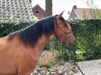 Te koop: Santiago CDR – veelbelovende jonge Lusitano ruin, Dieren en Toebehoren, Paarden, Ruin, Dressuurpaard, Zadelmak, 3 tot 6 jaar