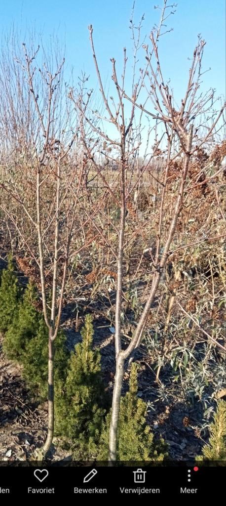 Kersenbomen te koop laagstam 2 soorten., Tuin en Terras, Planten | Bomen, Overige soorten, Volle zon, Ophalen