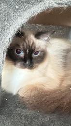 Ragdoll poes, Dieren en Toebehoren, Kater, Ontwormd, 0 tot 2 jaar