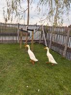 2 prachtige kerngezonde loopeendjes, Meerdere dieren, Eend