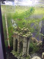 Guppys, Mannelijk