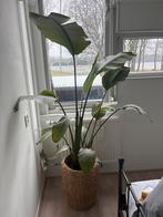 Strelitzia Nicolai, Ophalen, Volle zon, 150 tot 200 cm