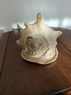 Decoratieve Schelp - Mooi Ornament, Overige materialen, Gebruikt, Ophalen of Verzenden, Minder dan 10 liter