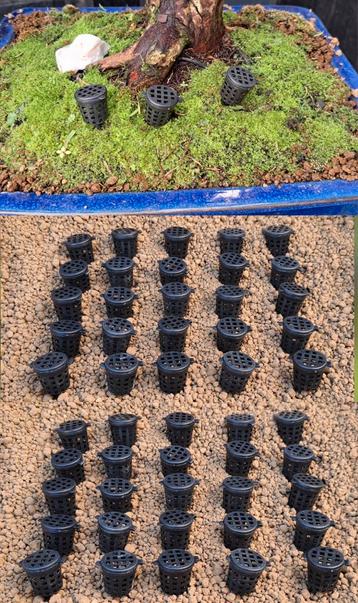 50x Bonsai Mestkorfjes - Kleine Formaat beschikbaar voor biedingen