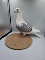 Blauwe schild kleurpostduif dominant opaal geband  duivin, Dieren en Toebehoren, Vogels | Duiven, Vrouwelijk, Postduif