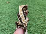 Wimpergekko/ crestedgecko, Dieren en Toebehoren, Hagedis, Tam, 0 tot 2 jaar