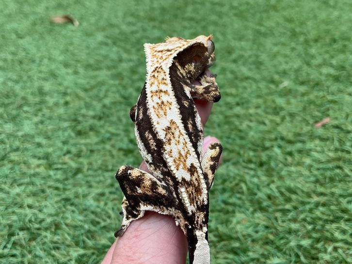 Wimpergekko/ crestedgecko, Dieren en Toebehoren, Reptielen en Amfibieën, Hagedis, 0 tot 2 jaar, Tam