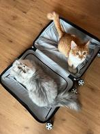 Rehoming Half British Short Half Long hair Male Cats, Kater, Gechipt, 0 tot 2 jaar