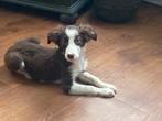 Hele mooie FRIESE STABIJ x BORDER COLLIE pup - reutje, Dieren en Toebehoren, Nederland, Reu, CDV (hondenziekte), 8 tot 15 weken