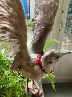 Opgezette meeuw taxidermie, Antiek en Kunst, Curiosa en Brocante, Ophalen