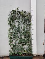 hedera hebernica kant en klaar rekken 90x180 cm, Tuin en Terras, Ophalen of Verzenden, Overige soorten, Haag, 100 tot 250 cm